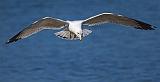 Gull In Flight_25097